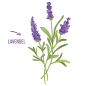 Mobile Preview: Schwedenkräuter Naturseife mit Lavendel und Salbei
